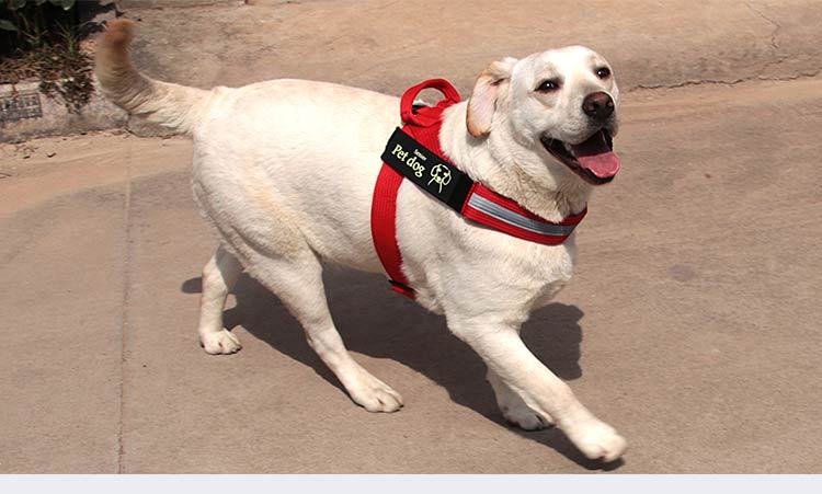 Dog Walking Chain Leash Medium And Large