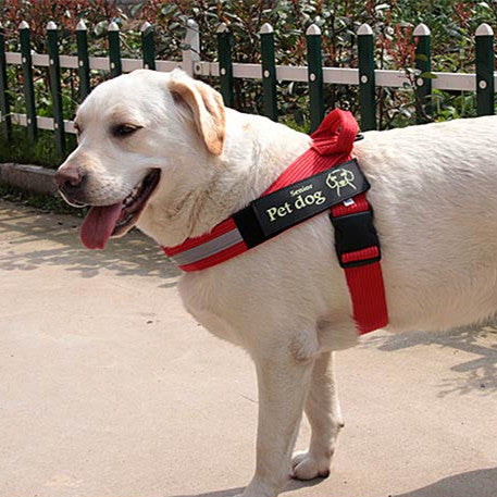 Dog Walking Chain Leash Medium And Large